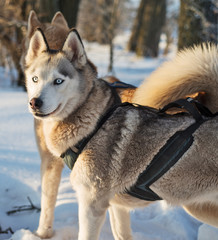 Siberian Husky. Siberian Husky is walking on winter field