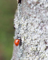Ladybug on a tree