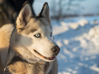 Siberian Husky. Siberian Husky is walking on winter field