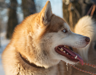 Siberian Husky. Siberian Husky is walking on winter field