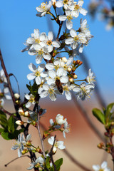 Bee on a blooming twig of apricot tree at springtime