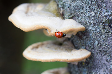 Ladybug on tree mushroom