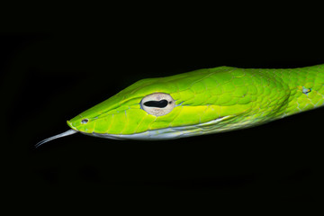 Oriental Whip Snake