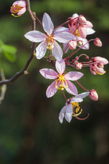 Cassia bakeriana