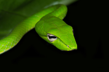 Oriental Whip Snake