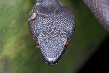 Shore Pit Viper