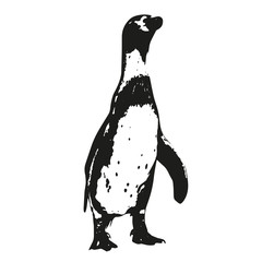 Penguin vector drawing, isolated illustration