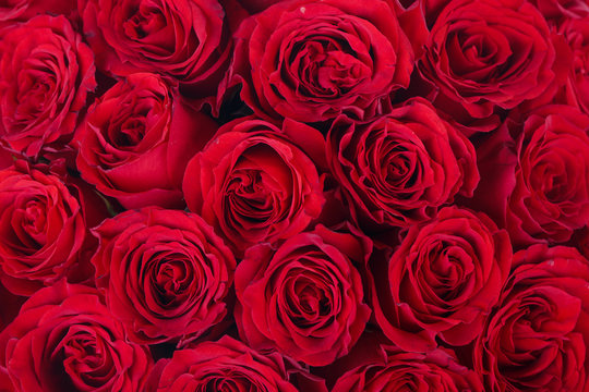 Bright red roses background