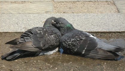 Two loving doves in a gentle hug