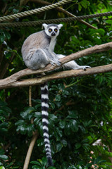 A ring tailed lemur sitting on the tree branch