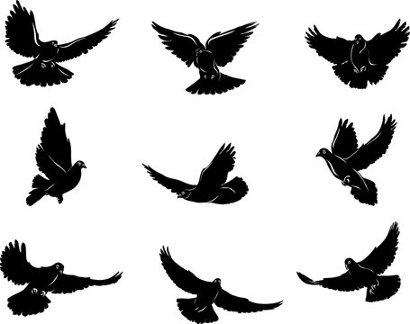 Dove, flying dove black and white image, options image, vector, drawing, illustration