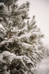 winter forest, pine