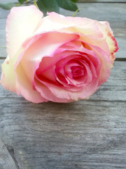 Zarte rosefarbene einzelne Rose auf einem Holztisch, Leben und Vergänglichkeit