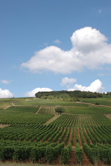 Fototapeta na wymiar Bourgogne, vignobles