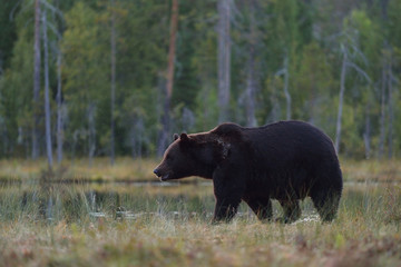 Brown bear (Ursus arctos). Male bear.