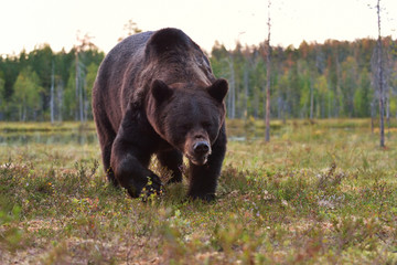 Angry brown bear (Ursus arctos). Aggressive bear. Male bear.