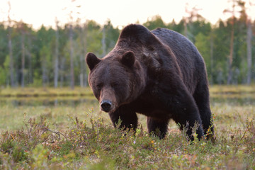 Brown bear (Ursus arctos) portrait. Male bear. Close up. Bear face. Paw. Claws.