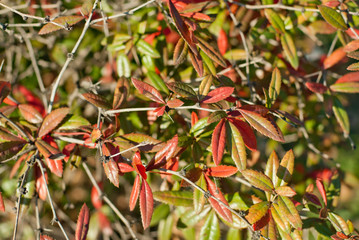 Red and green leaves in the sunlight