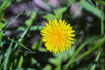 желтый цветок одуванчика в зеленой траве