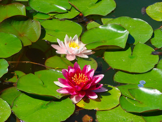 blooming lotus flower over green background