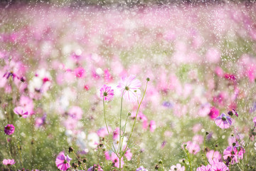 Obraz na płótnie Canvas Beautiful cosmos flower with rain, violet filter