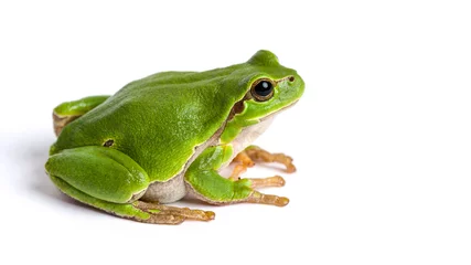 Abwaschbare Fototapete Frosch Europäischer grüner Laubfrosch sitzt isoliert auf weiß