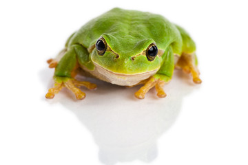 Fototapeta premium European green tree frog sitting isolated on white