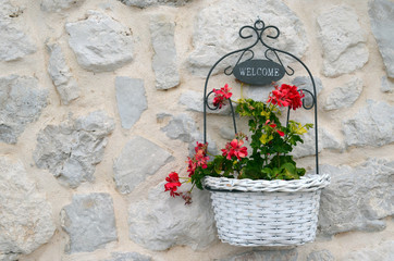 Geraniums devant mur en pierre