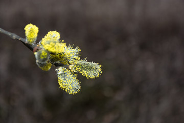 Tree branch with blooming yellow buds.