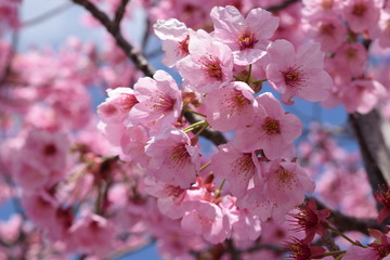 Obraz premium サクラ／満開の桜を撮影した、春イメージの写真です。