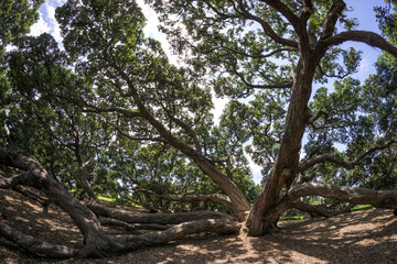 new zealand pohutukawa
