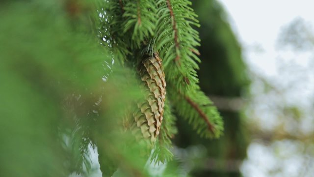 Green tree. Pine cone