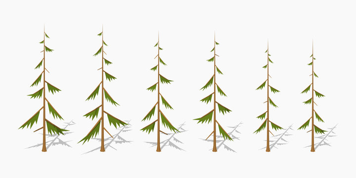 Shabby pine trees. 3D lowpoly isometric vector illustration. The set of objects isolated against the white background and shown from different sides