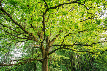 Canopy Of Tall Oak Tree. Sunny Deciduous Forest