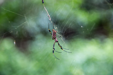 spider on net in the forest