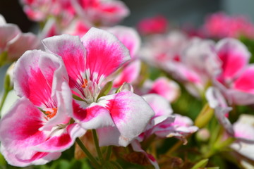 Geranium Pelargonia © Lukasz