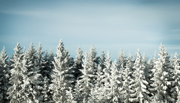Fototapeta winter background