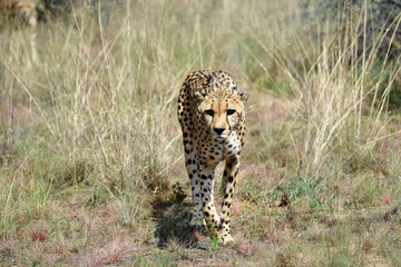 Africa. Namibia. Cheetah