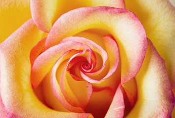 Yellow and pink delicate rose close up