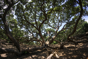 new zealand pohutukawa