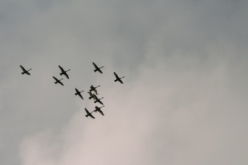 Naklejka na ściany i meble Group of Swans in Flight