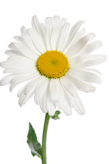 Fototapeta na wymiar chamomile flower on white background