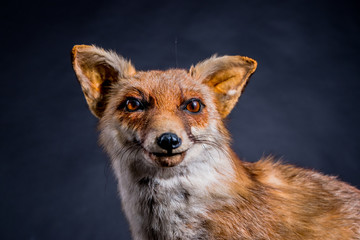 Le Renard roux empaillé