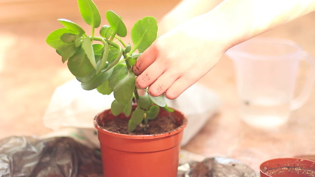 One Women Home Gardening Green Plant in a plastic pot
