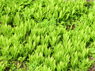 Fern plants at Slettafossen, Romsdalen, Norway