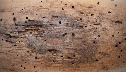 Wood texture