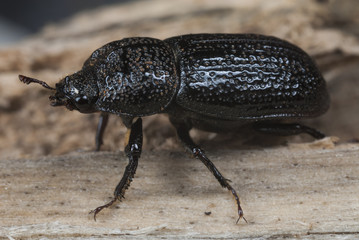 Hembra del escarabajo Sinodendron cilindricum