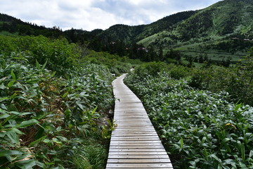 白山の登山道