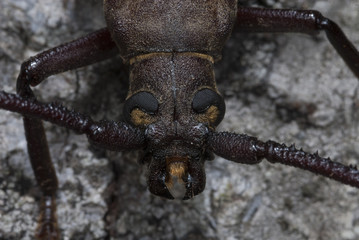 Primer plano escarabajo Aegosoma scabricorne