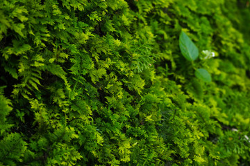 Green leaves on wall background, select focus.